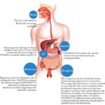 Magnesium glycerophosphate in the gastro intestinal tract